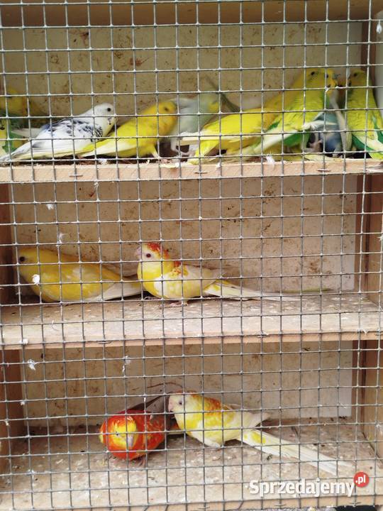 Sprzedam papugi faliste Bukowiec sprzedam