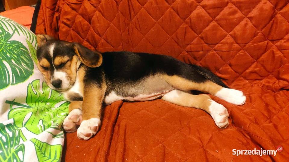 Suczka szczeniak Beagle Łask