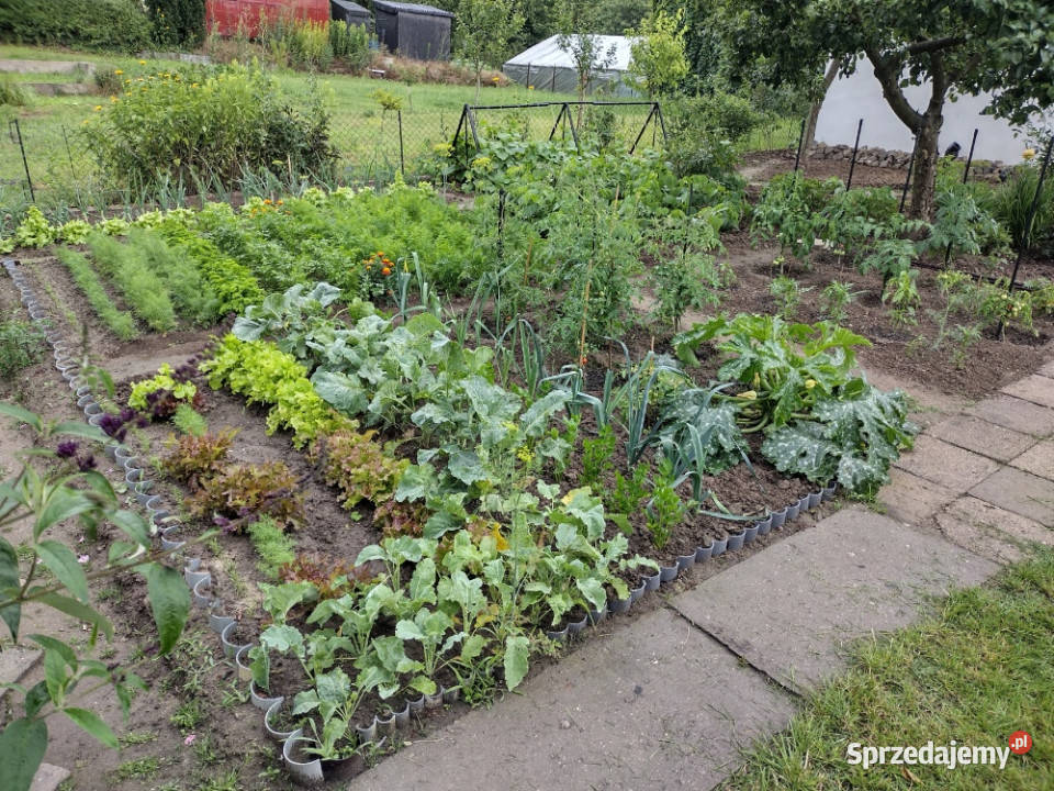 Działka ROD z domkiem 2025 Aleksandrów Kujawski 107zł/m2