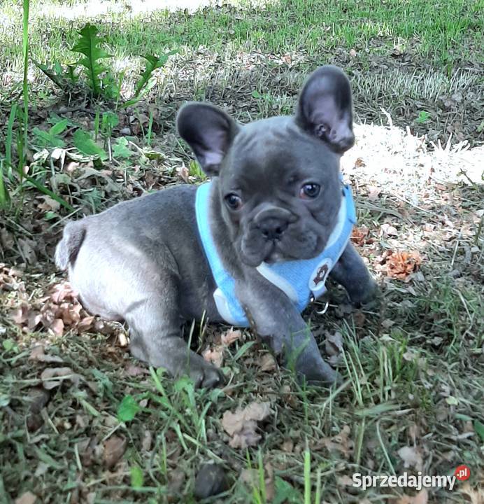 Buldog francuski piesek blue Pabianice sprzedam
