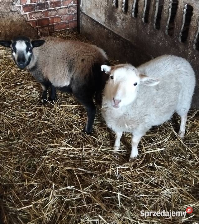 Sprzedam owce i barana Rolnictwo Wola Krzysztoporska sprzedam
