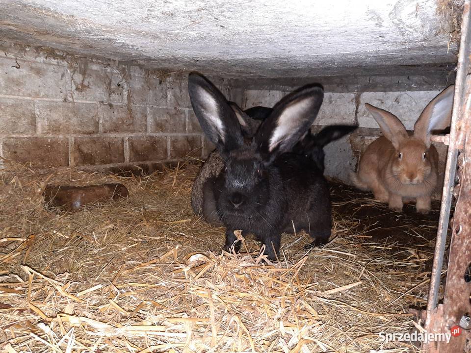 Sprzedam króliki świętokrzyskie Strzeszkowice
