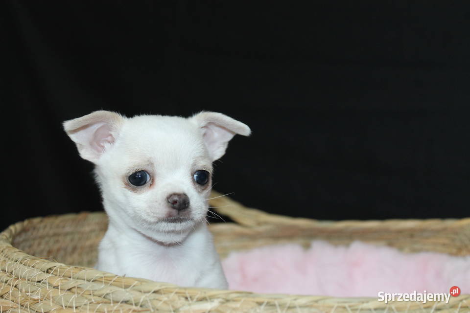 Chihuahua krótkowłosy biały chłopiec ZKwP FCI Świnoujście