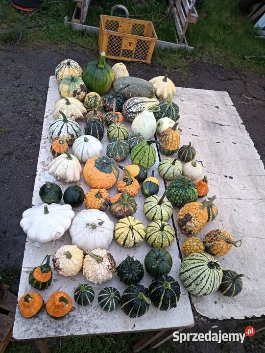Dynia Halloweenozdobne na zupę czy przetwory pomorskie Cedry Wielkie