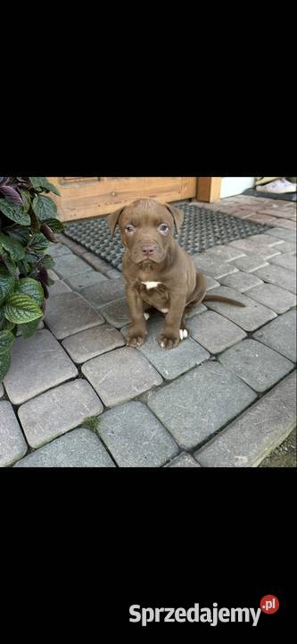 Sprzedam Szczeniaka American Pit Bull Terrier Gorlice