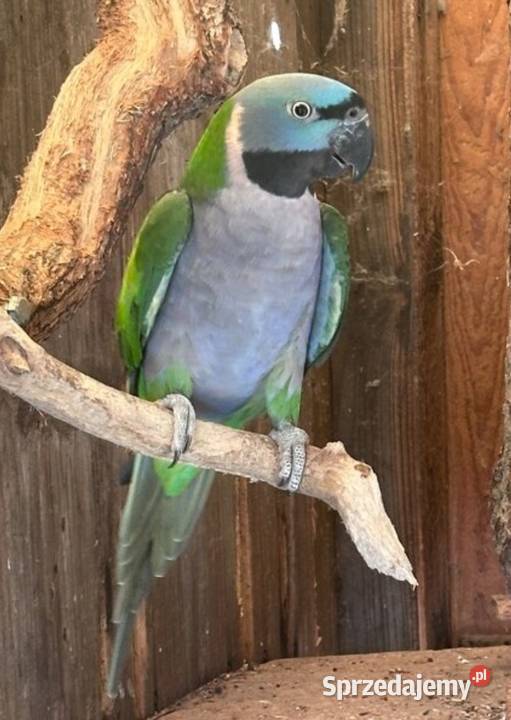 Aleksandretta Chińska para śląskie Bystra