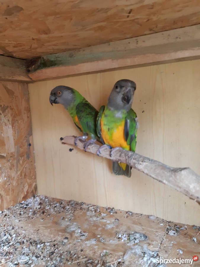 Oratrix barwinka senegalka lubelskie Trojanów