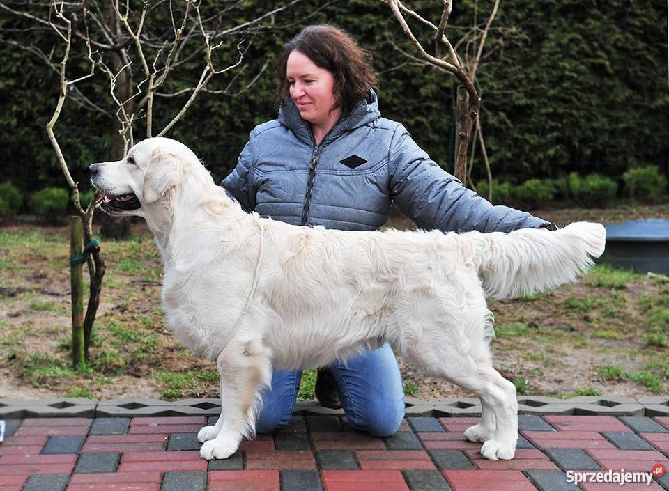 Zapowiedz miotu golden retriever ZKwP Toruń sprzedam