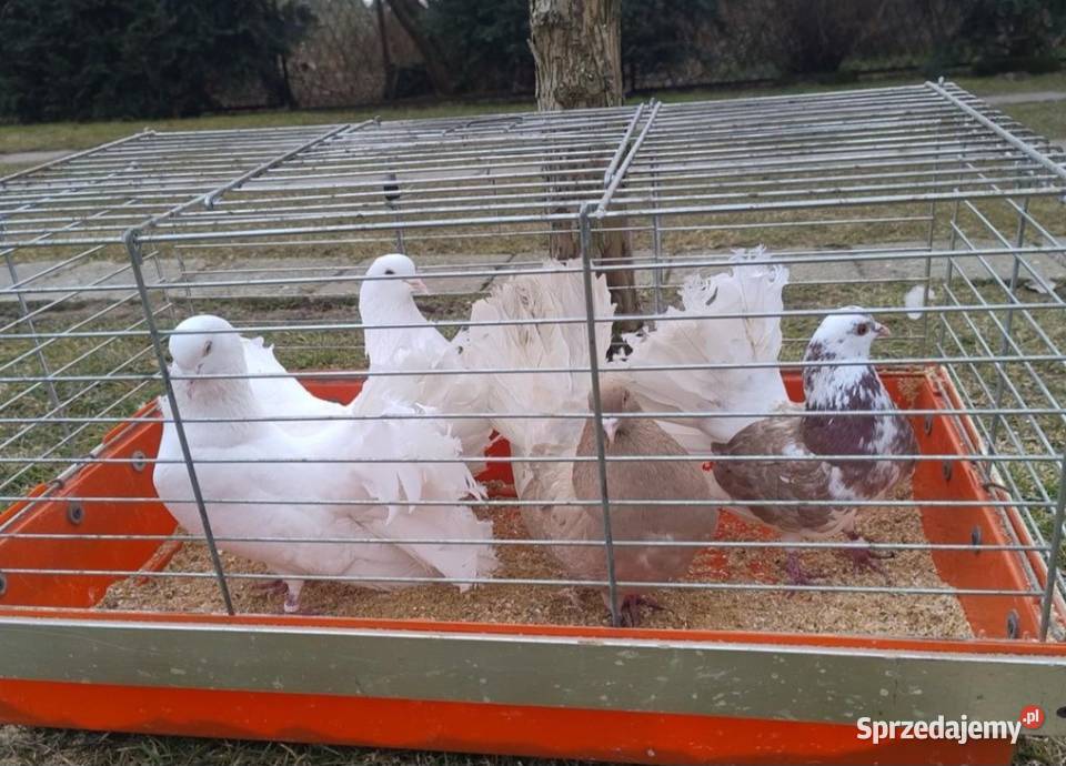 Gołębie Ozdobne śląskie Blachownia
