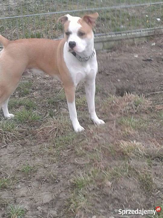 Ca de boydog z Majorki piękny reproduktor Psy Siedlce sprzedam