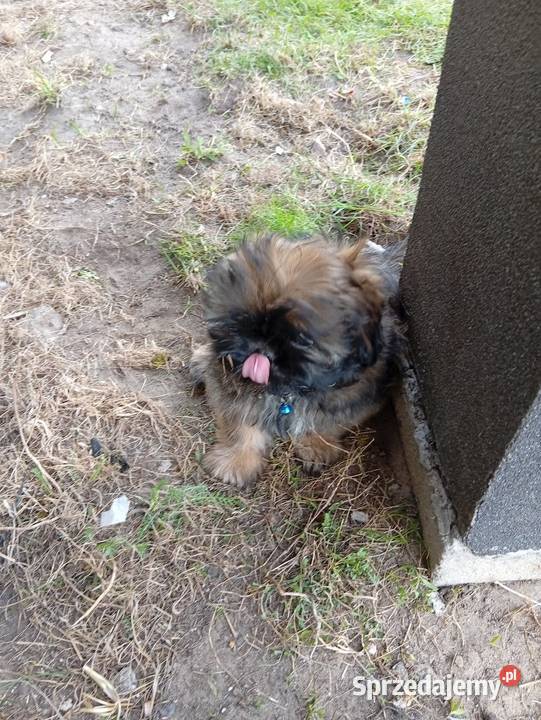 Śliczne shih tzu Szczerców