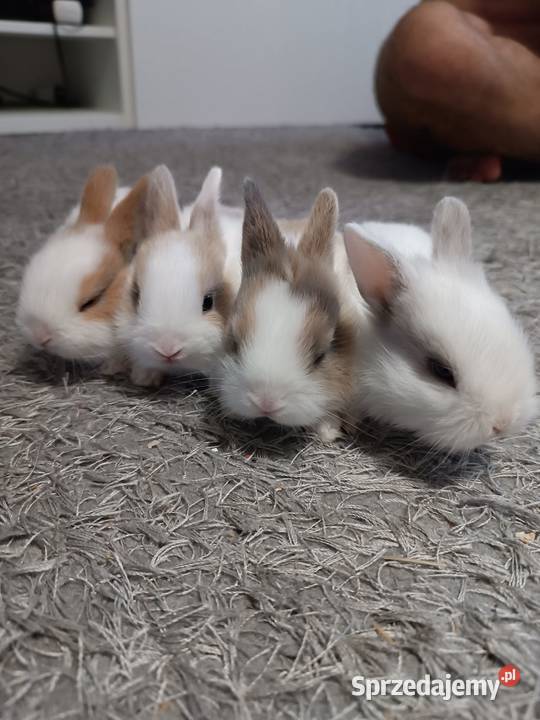 króliczki miniaturki podkarpackie Przemyśl