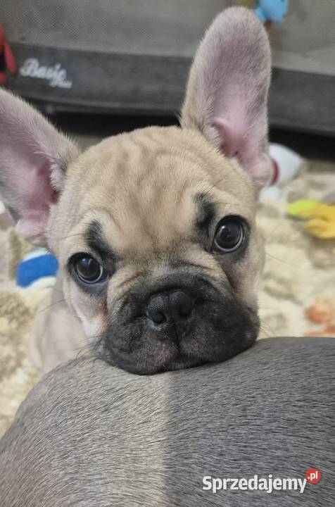 Buldog francuski szczeniaczki łódzkie Czyżeminek