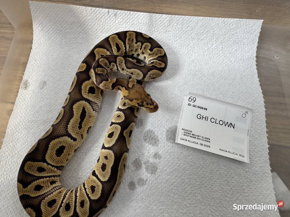 Python Regius królewski kolorki Gady i płazy kujawsko-pomorskie Bydgoszcz