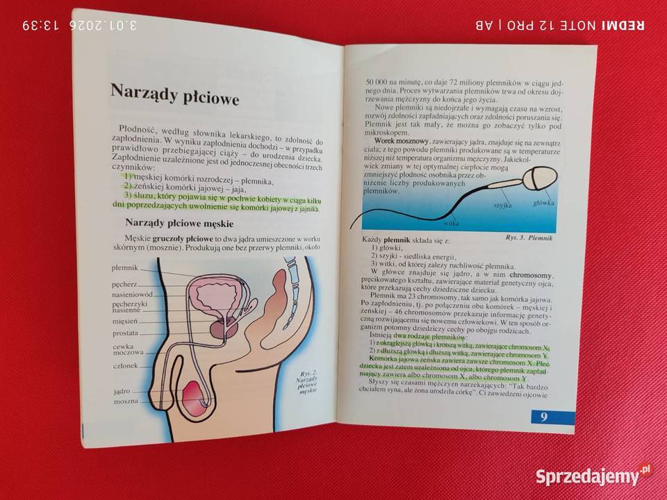 Kiedy jestem płodna a kiedy nie Alina Katowice sprzedam