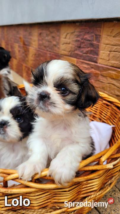 Śliczne Shih Tzu maluchy wychowane w domu małopolskie