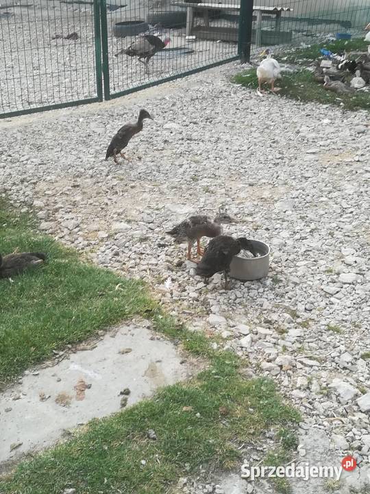 sprzedam kaczki biegusy 110 sprzedam