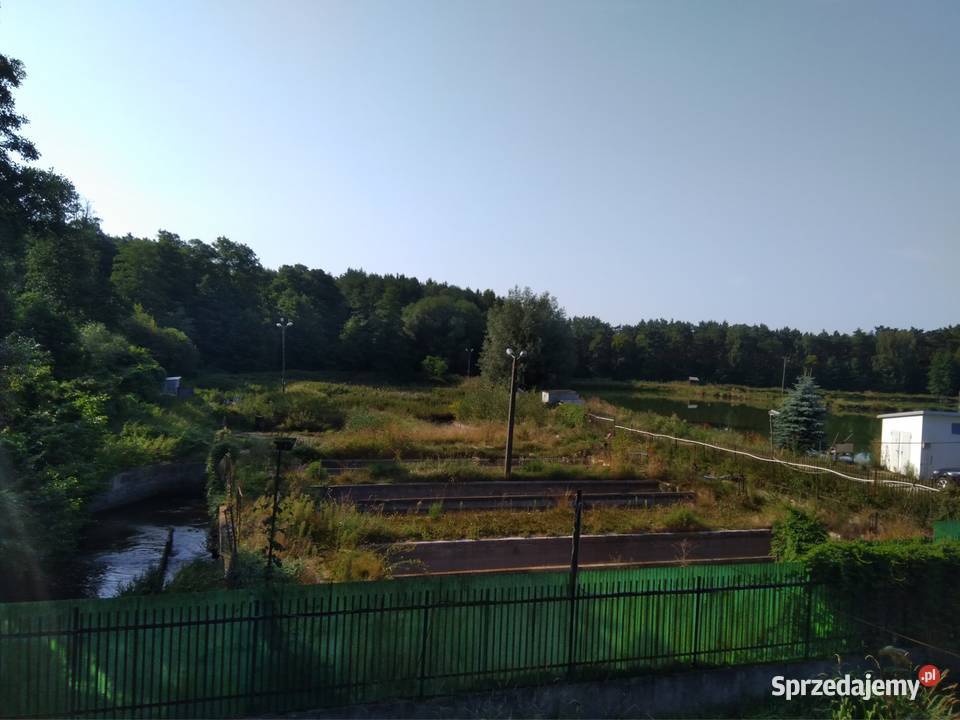 Stawy hodowlane rybne las działka 542 ha Działka Sprzedaż