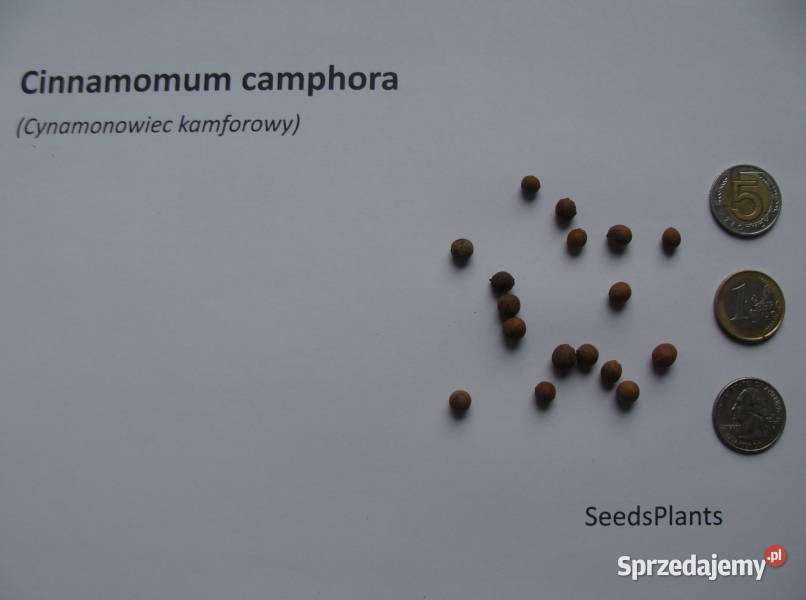 CYNAMONOWIEC KAMFOROWY Cinnamomum camphora Lubanie