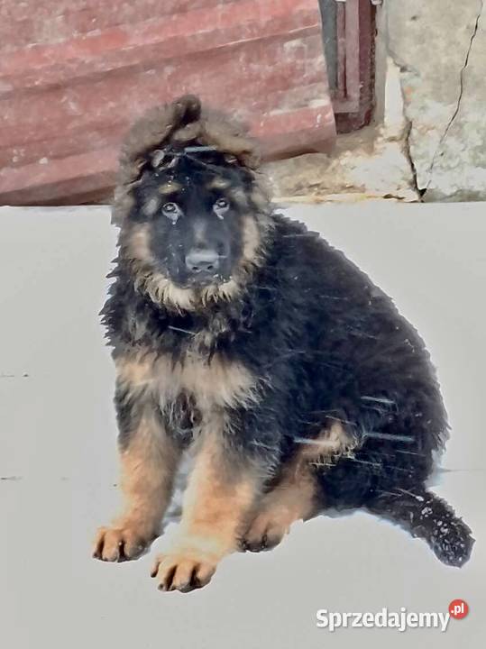Owczarek niemiecki długowłosy potężny szczeniak Klimontów