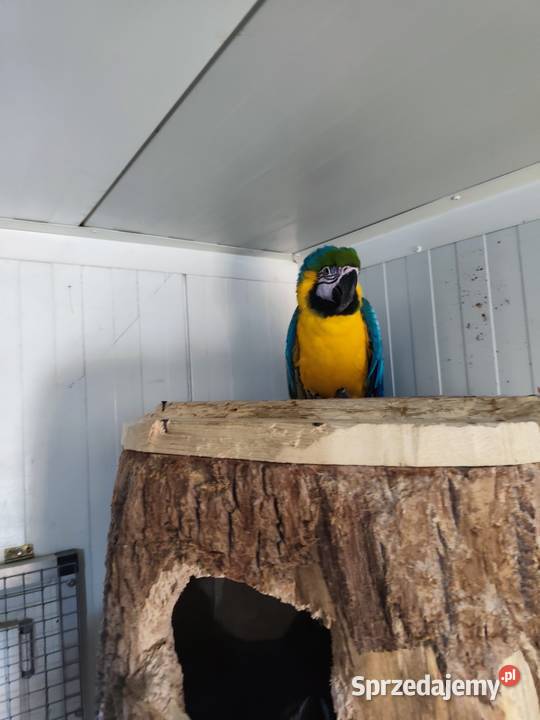 Ary ararauny para lęgowa Zwierzęta Pszczyna sprzedam