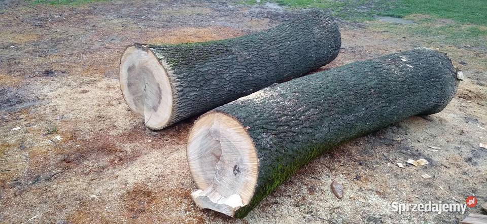 Jesion kłoda lubelskie Krasnystaw