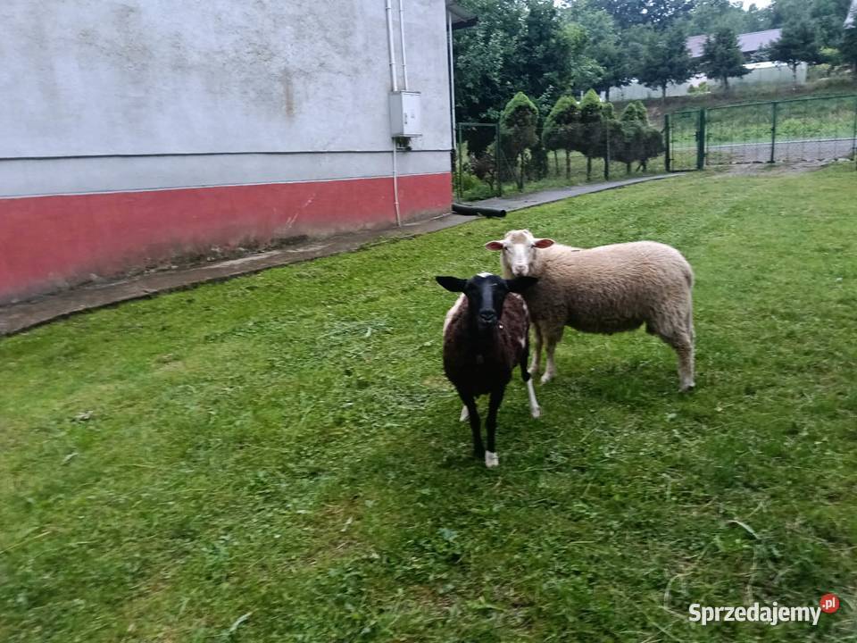 Barany Łubno