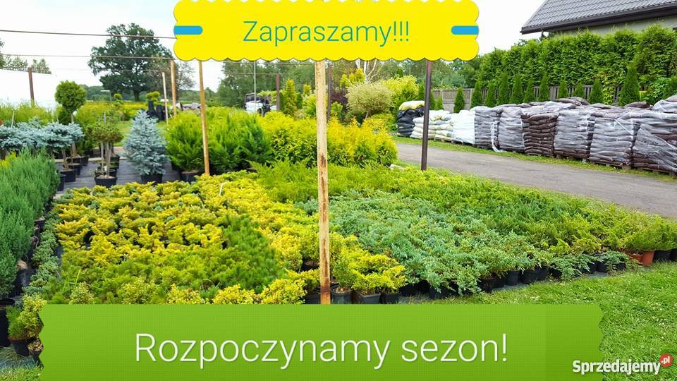 Thuja Yellow Ribbon żółta 6080 PRODUCENT