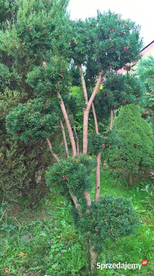 Krzewy Formowane Ogrodowe Bonsai Mszczonów