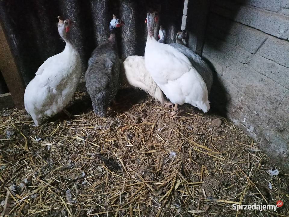 Sprzedam perliczki Turek sprzedam