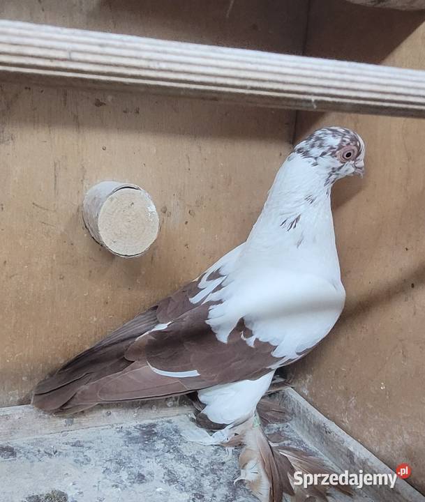 Gołębie Widyny polskie Ptaki Skierniewice
