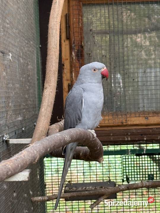 Papugi Aleksandretty obrożne ring neck zielony dolnośląskie Księginice Małe