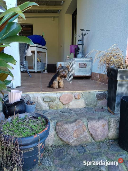 Sprzedam Yorkshire terrier
