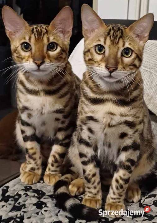 Kot afgański z rodowodem Nowy Sącz