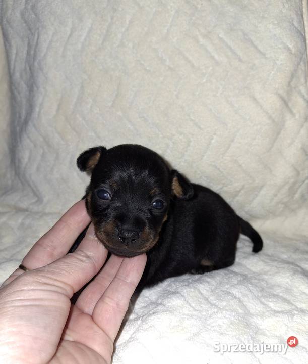 pinczery miniatury podkarpackie