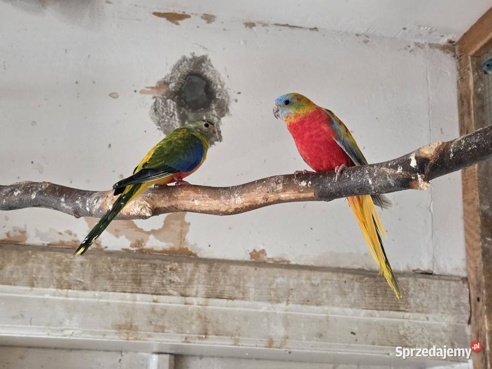 Papugi sprzedam