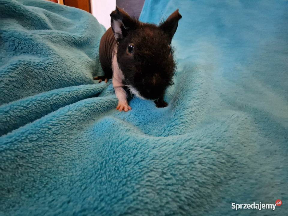 Świnka morska skinny pig
