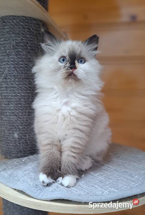 Kotka neva masquerade syberyjska szylkret tortie