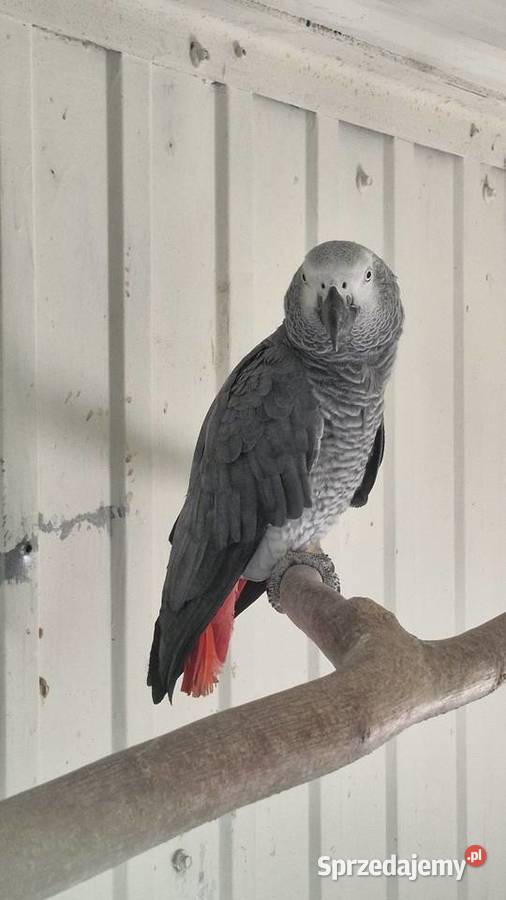 Żako samiec I samica lęgowa Zakrzów Turawski sprzedam