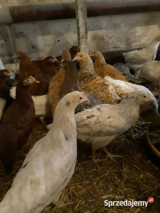 Kury nioski młode min Rosa Sussex Greenshell