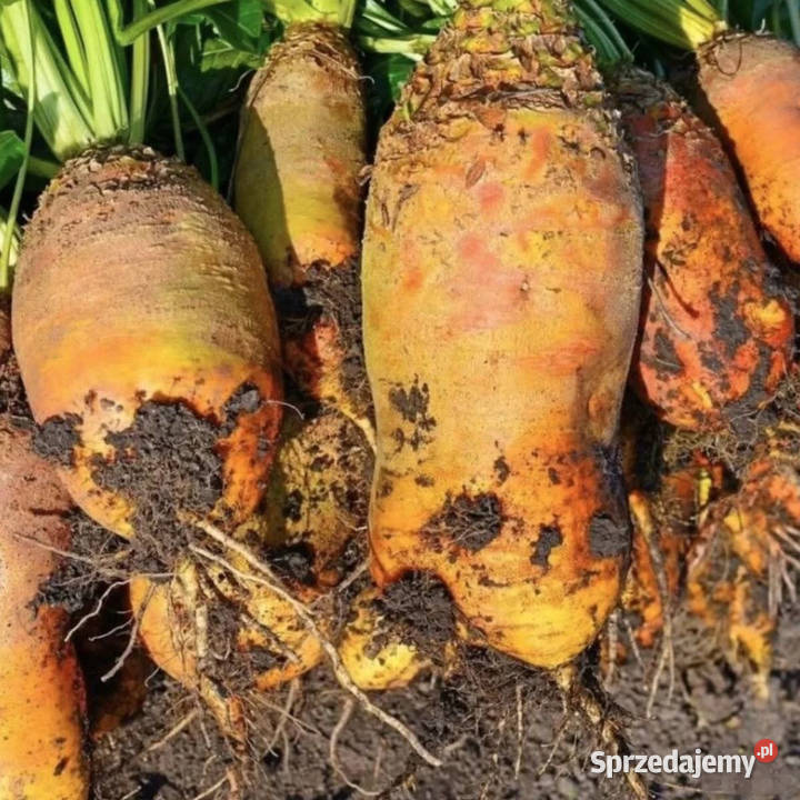 Buraki pastewne Rośliny pastewne