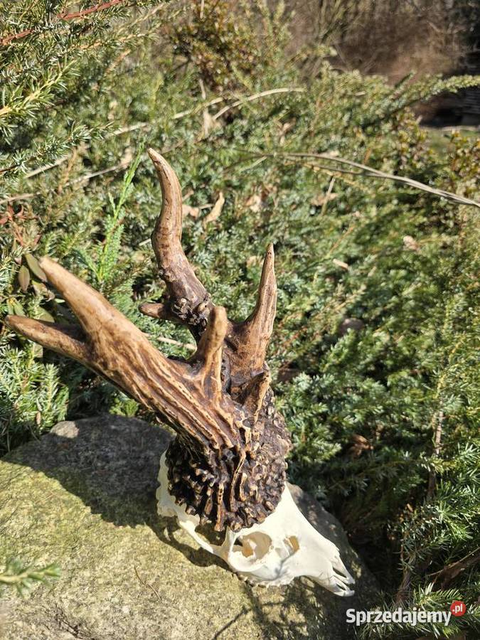 AKTUALNY REKORD ŚWIATA HAMPSHIRE 2893 CIC KOPIA