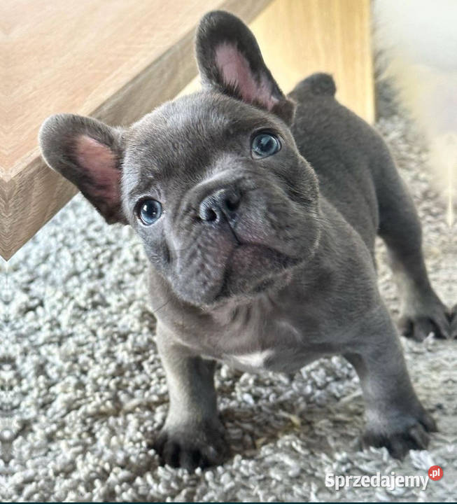 buldog francuski Lorcin