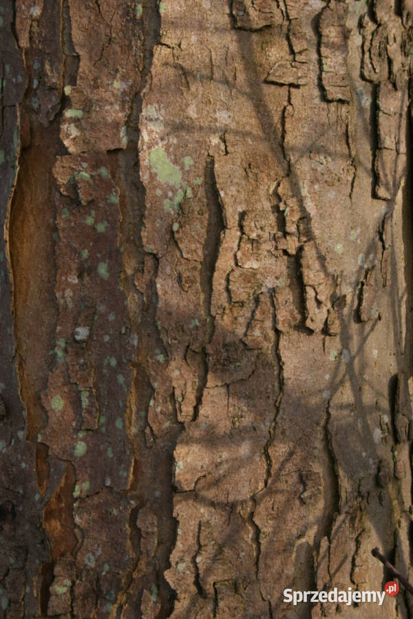 KLON JAWOR Acer pseudoplatanus NASIONA 500 sztuk Lubanie sprzedam