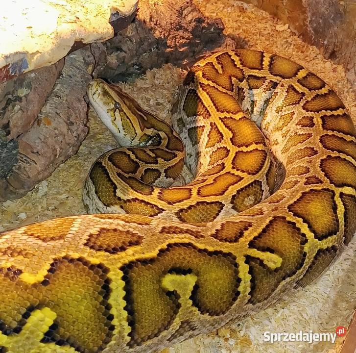 Pyton tygrysi hypo het albino dorodny samiec Luboń