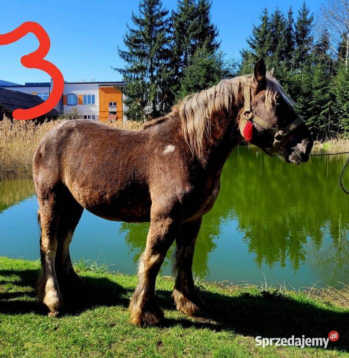 Konie zimnokrwiste Radom