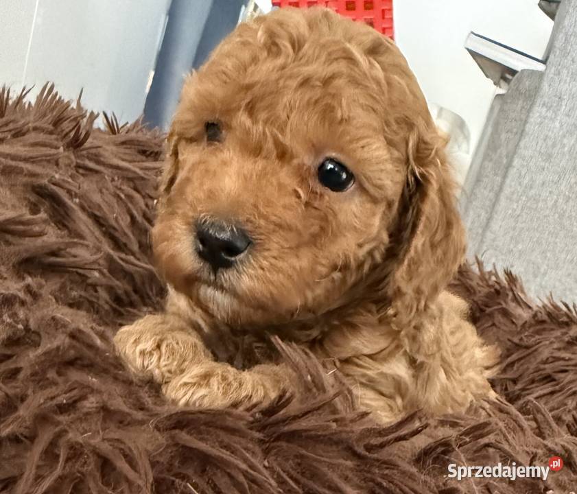 Maltipoo F1B Poznań Pozostałe sprzedam