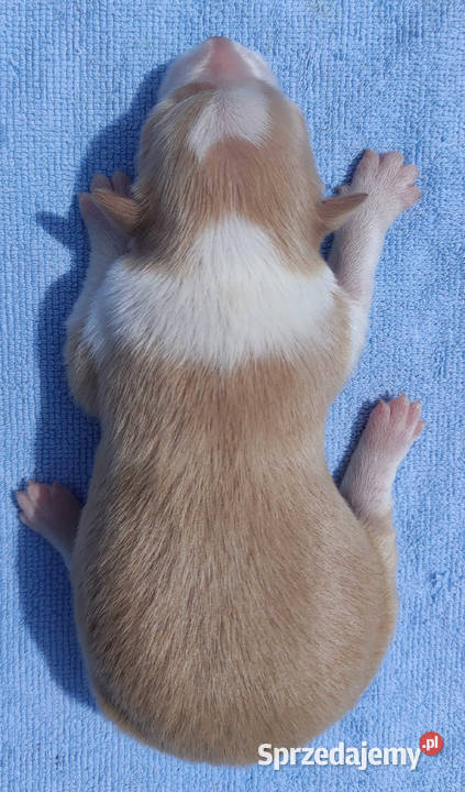 Kolorowe Border Collie blue eered czarnobiałe Psy podkarpackie sprzedam