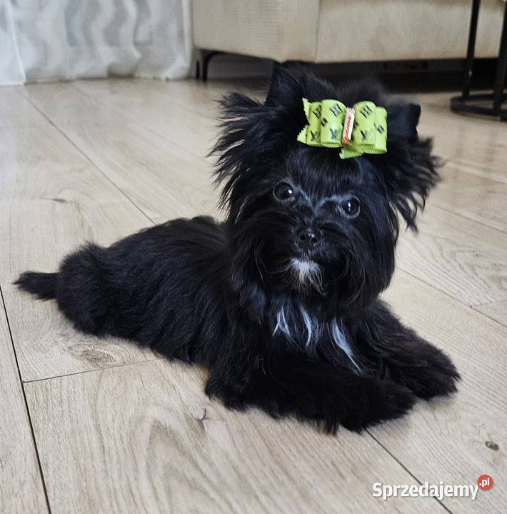 Piękna CZARNA Suczka York nie wybarwi się