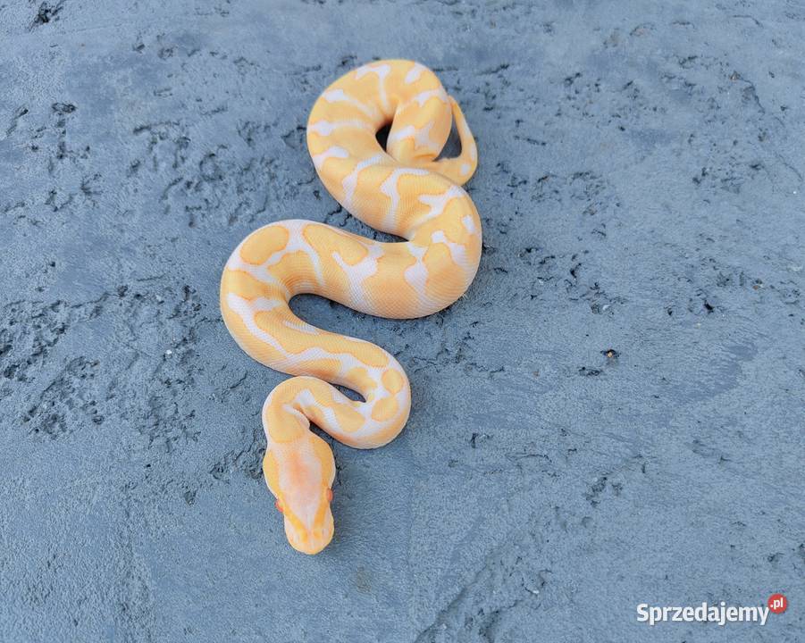 Albino Black Pastel samiec Pyton Królewski Warszawa